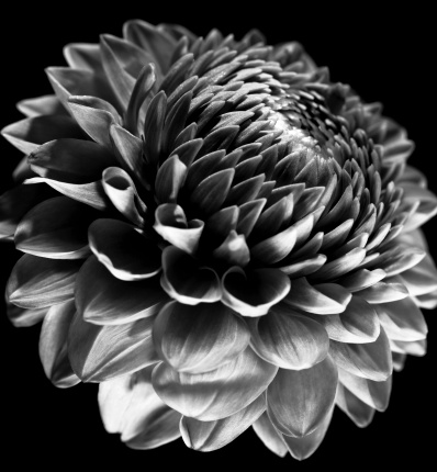 Dahlia flower macro in black and white 