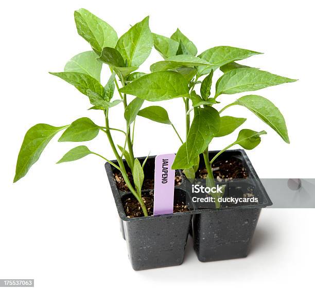 Jalapeno Pepper Plant Fourpack Stock Photo - Download Image Now - Box - Container, Color Image, Cut Out