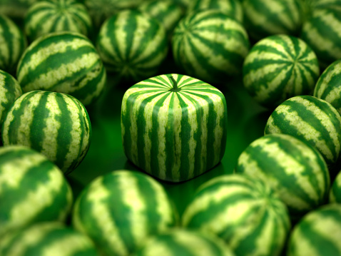Cube shaped watermelon stands out among regular ones. Difference and individuality concept.Similar images: