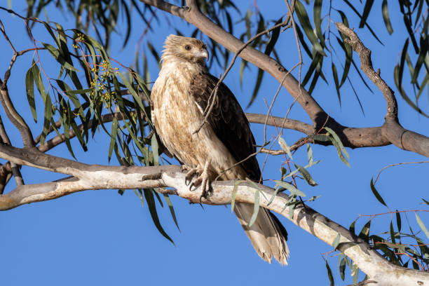 Whistling Kite Australian Whistling Kite perched in tree haliastur sphenurus stock pictures, royalty-free photos & images