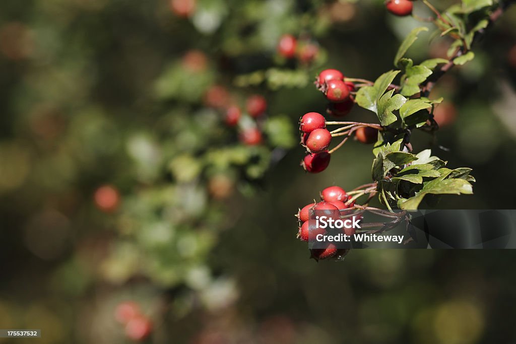 Colheita de outono vermelho bagas hawthorn haws - Royalty-free Arbusto Foto de stock