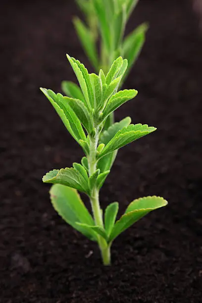 tip cuttings from a Stevia plant