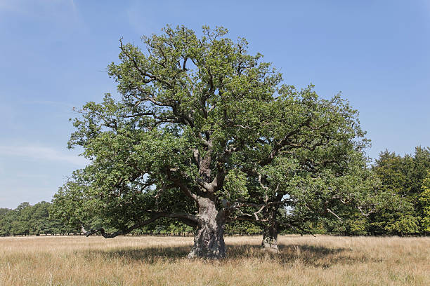 istock Old oaks in late summer 175537832