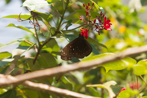 Tropical garden