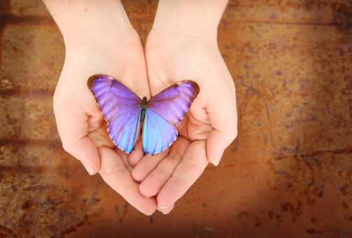 Hands holding butterfly