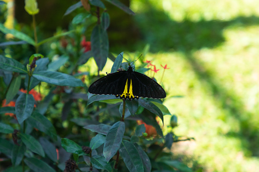 Tropical garden