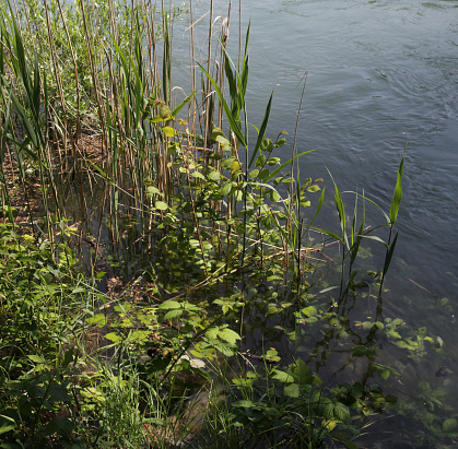 reed plants at a river shore in summer
