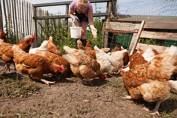 istock Feeding real organic brown hens 175538126