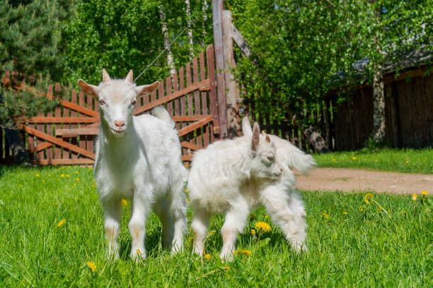 Two cute little white goat.