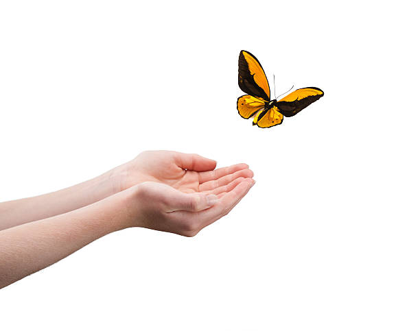 istock Pair of hands letting a butterfly fly away 175538407