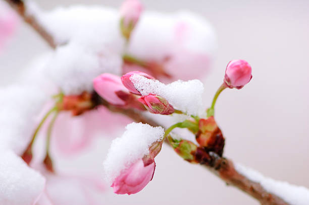 Pink cherry blossom buds covered by an early spring snow fall.