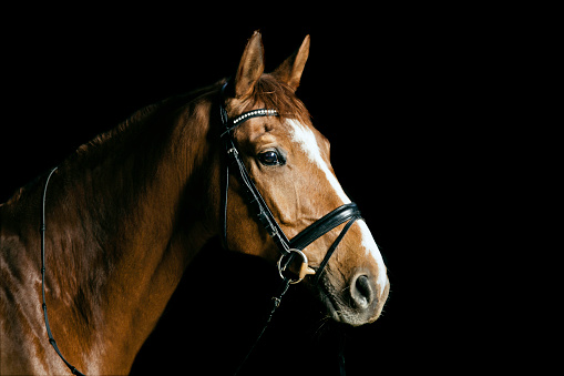 Portrait of a beautiful purebred chestnut dressage horse. Picture was taken indoor with strobe lighting in front of a black background