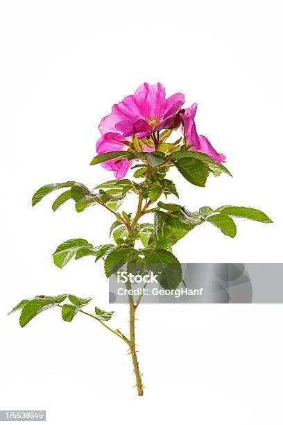 Rosa Rugosa In Bloom Stock Photo - Download Image Now - Dog Rose, Flower, Rose Hip
