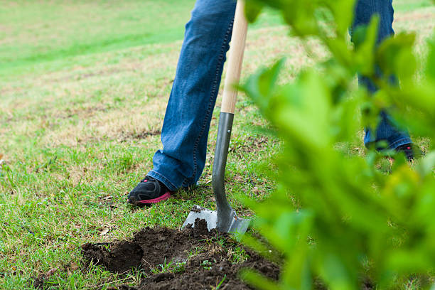 istock Someone digging a hole with shovel to plant tree 175538587
