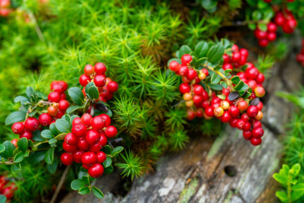 istock Lingonberry bushes in the forest. Red ripe wild berries. 1755386087
