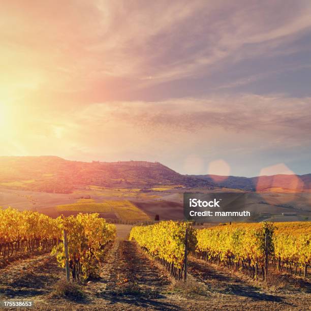 Foto de Vinhedo Na Toscana e mais fotos de stock de Distante - Distante, Ninguém, Outono