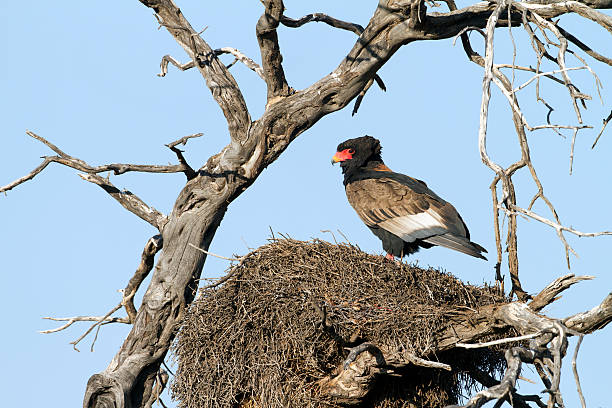 istock Bateleur, Kgalagadi Transfrontier Park, South Africa 175538694