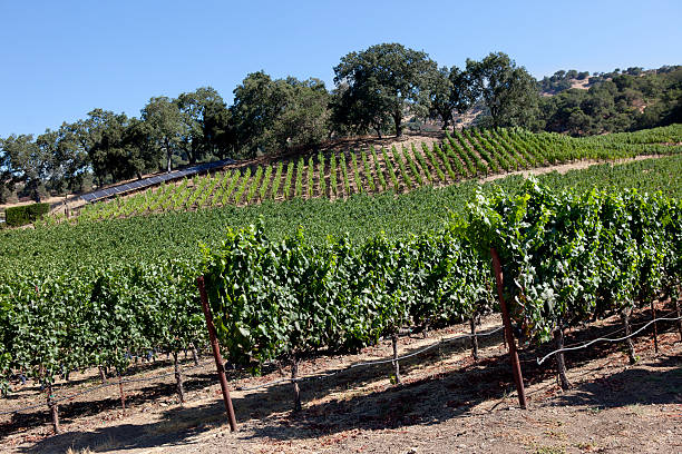 istock Vineyard in Napa Valley California 175538729