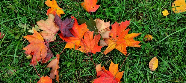 Beautiful yellow, orange and red maple leaves on the ground in a beautiful fall park. Fallen golden fall leaves on green grass in morning light yard. October landscape background.