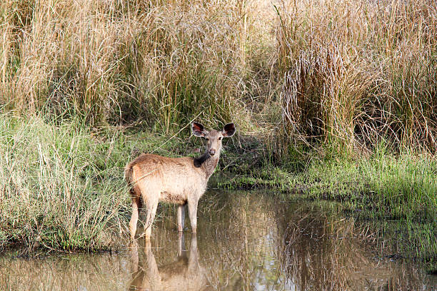 Widespread and instantly recognisable, the sambar is a staple of most national parks in India. It is also instrumental in the tracking of tigers as it delivers a loud alarm call everytime it spots one of the big cats.