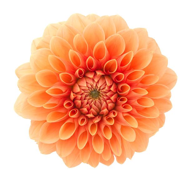 Dahlia Orange flower on a white background. single flower stock pictures, royalty-free photos & images