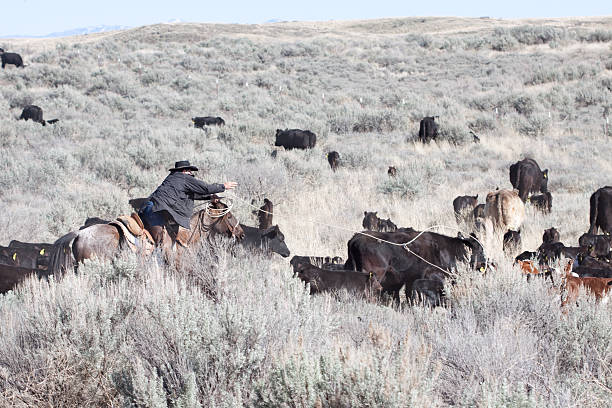 istock Cowboy Herding of Angus Cattle on Open Range 175539322