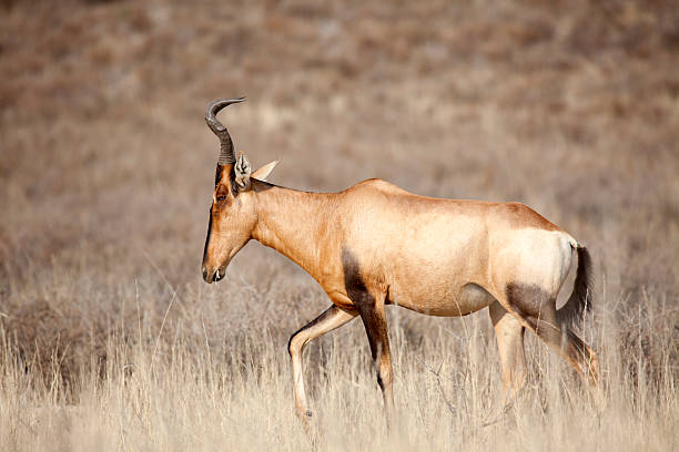Red Hartebeest, Kgalagadi Transfrontier Park, South Africa