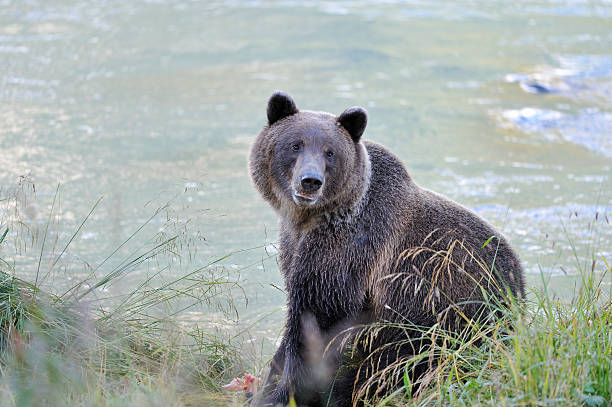istock Grizzly near the river 175539766