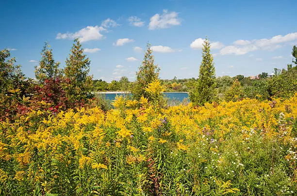 A field of wildflowers including yellow goldenrods line of shoreline around the Lake in the early Autumn.