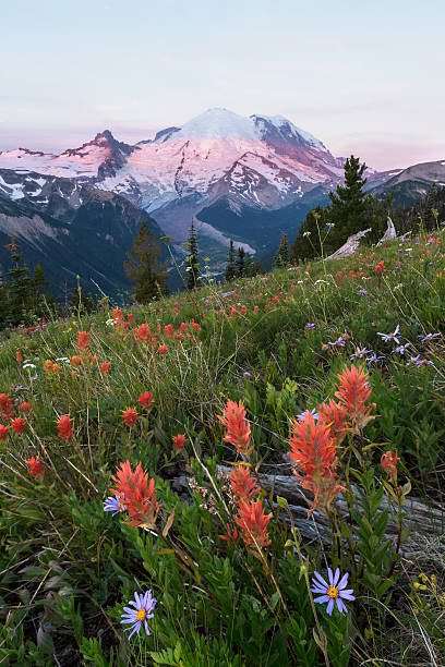 istock Mount Rainier Wildflowers Sunrise 175539933