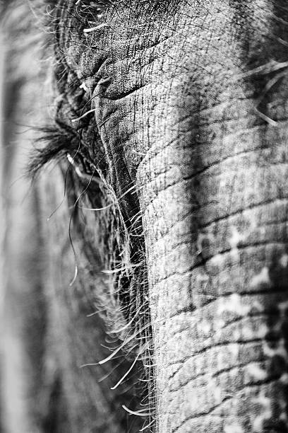 象のクローズアップ - animal close up elephant animal eye ストックフォトと画像