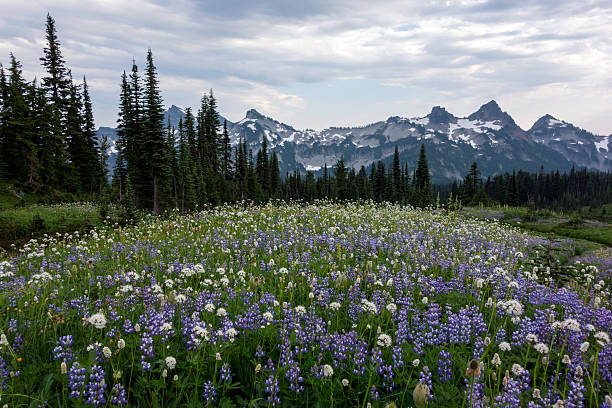 istock Tatoosh Range and Wildflowers 175540588