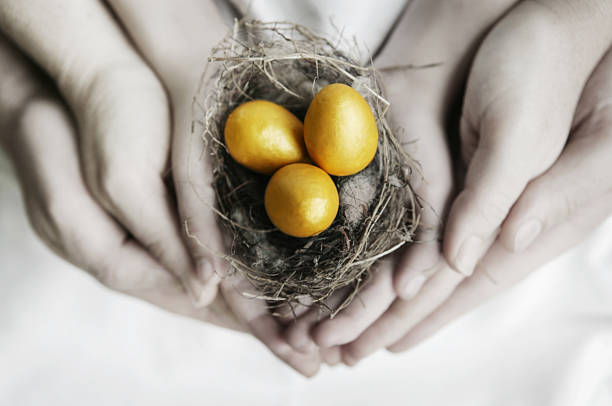 골든 네스트 에그스 - birds nest animal nest nest egg savings 뉴스 사진 이미지