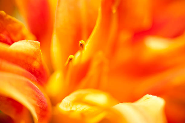 istock Orgy of Colour 175540965