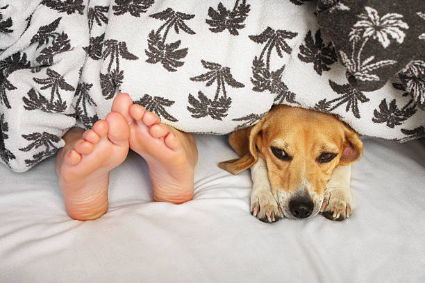 istock A person in bed with their dog having a lazy day 175540968