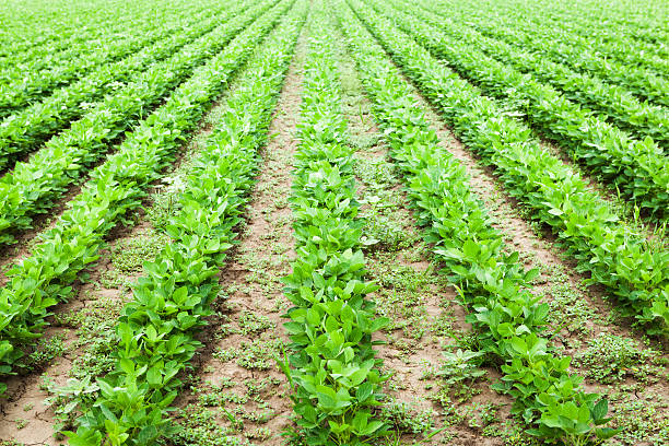 istock Soybean Crop in the Field 175541032