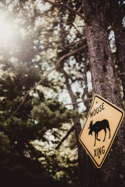 木に釘付けされたヘラジカの横断歩道標識 - moose crossing sign ストックフォトと画像