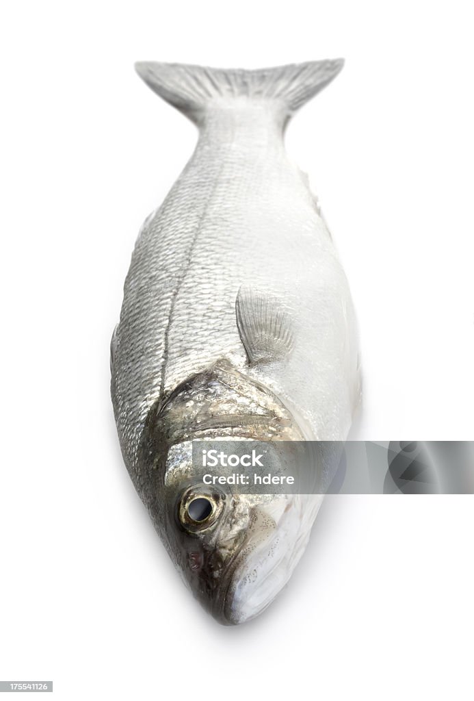 Sea bass - Lizenzfrei Fisch Stock-Foto