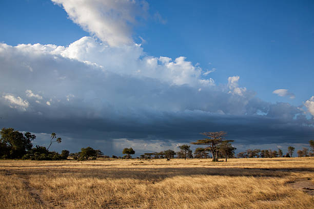 istock Acacia-trees in the Serengeti Nationalpark with dramatic clouds 175541231