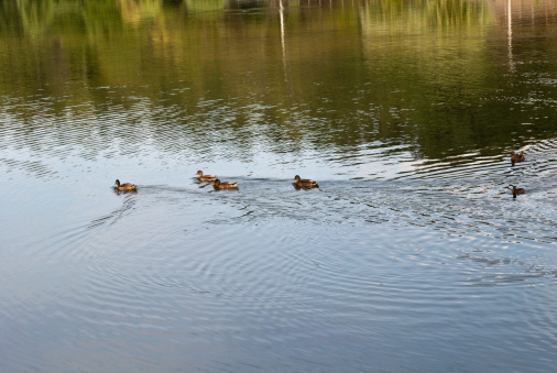 Little ducks on a lake in Sibiu, Romania.