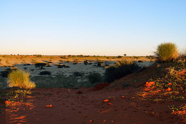 istock Typical landscape in the kalahari desert 175541668