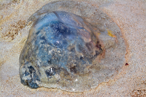 Jellyfish, sea jellies, medusa-phase of certain gelatinous members of the subphylum Medusozoa, free-swimming marine animals with umbrella-shaped bells and trailing tentacles, medusozoan cnidarians, selective focus