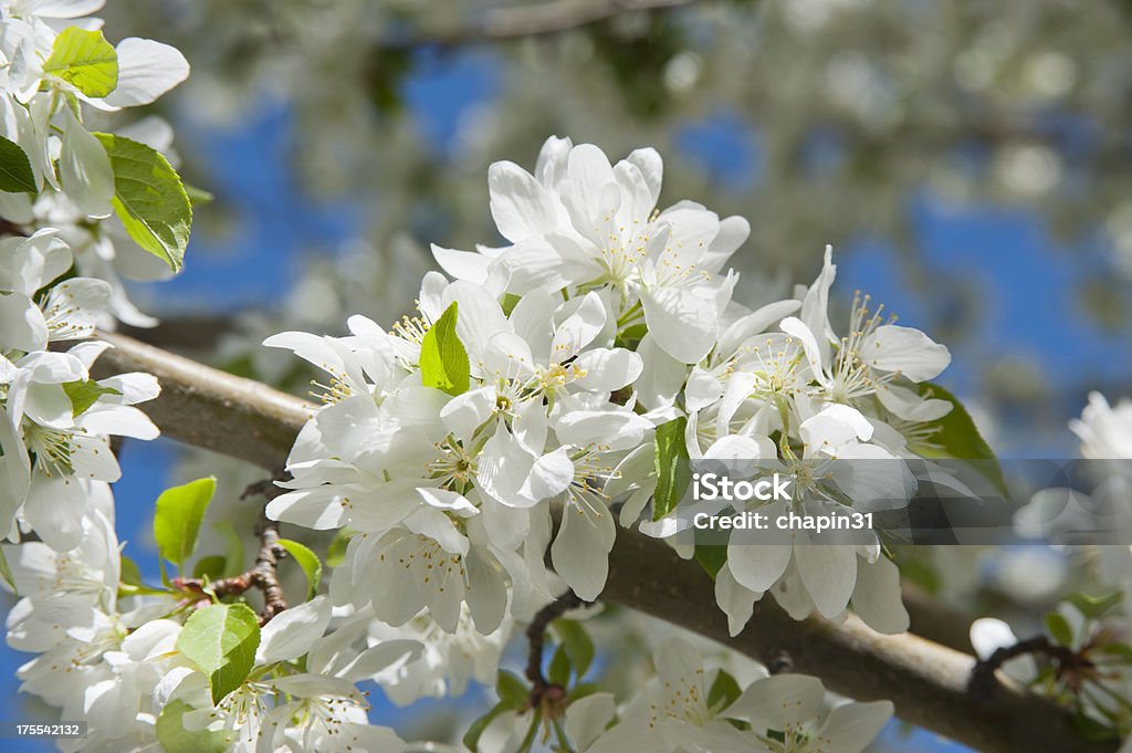 사과나무 잎과 봄 - 로열티 프리 0명 스톡 사진