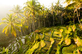 Bali Ubud Indonesia rice paddy