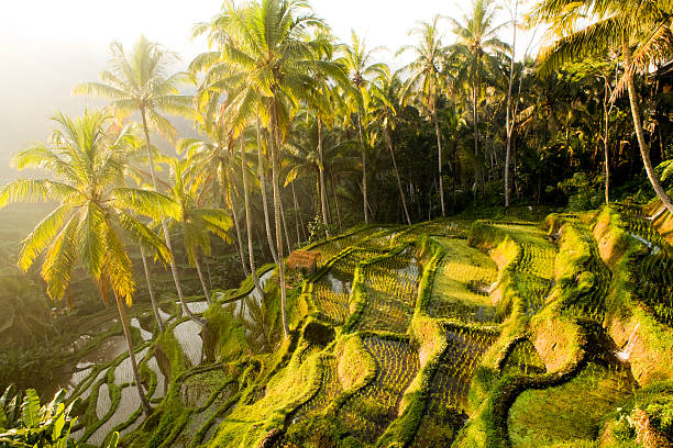 Bali Ubud Indonesia rice paddy stock photo