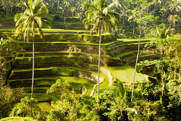 istock Bali Ubud Indonesia rice paddy 175542175