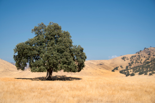 Central California native Live Oak sits alone in a field of dry grass.
