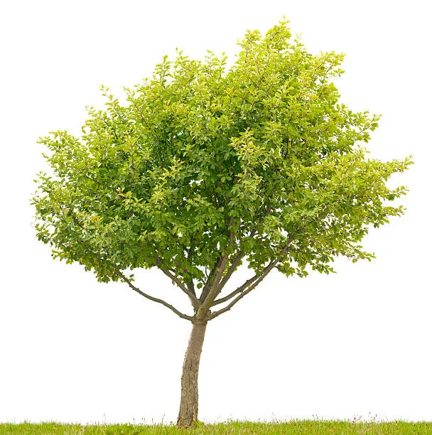 Photo of Small Common Whitebeam Tree (Sorbus aria) isolated on white.