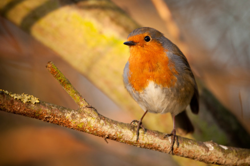 A Robin bird perched on a tree branch
