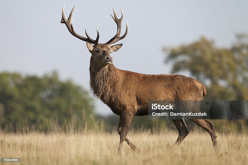 Red Deer - Foto de stock de Ciervo rojizo libre de derechos